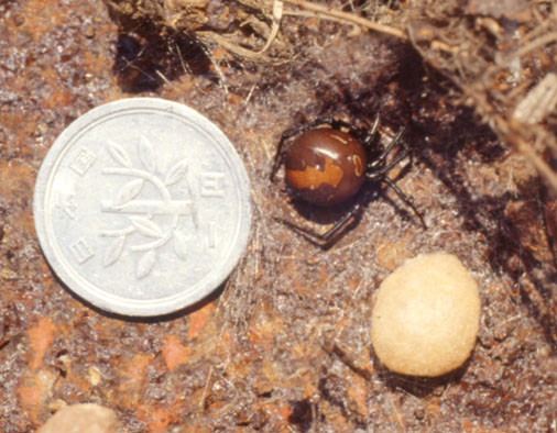 seaka-mesu-rannou-low.jpg, SIZE:506x394(72.0KB) seaka-mesu-rannou-low.jpg